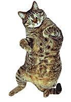 gato gordo